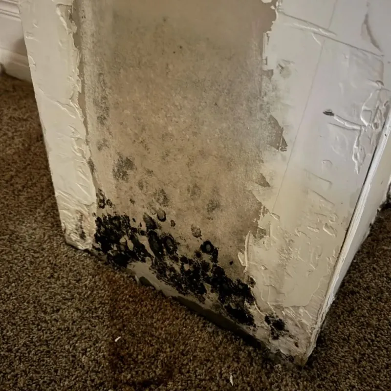 Professional Mold Removal in Kingsville, TX